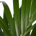 Decorum Kentia Palm - Elho brussels antracite