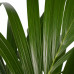 Decorum Kentia Palm - Elho brussels black