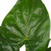 Decorum Alocasia Cucullata - Elho brussels antracite 