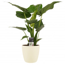 Decorum Alocasia Cucullata - Elho brussels soap 