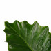 Decorum Alocasia Portodora - Elho brussels soap 