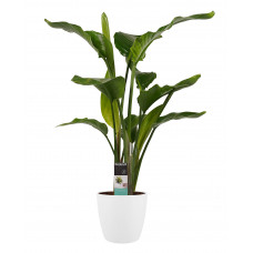 Decorum Strelitzia Nicolai - Elho brussels white 