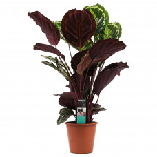 Decorum Calathea Medaillon