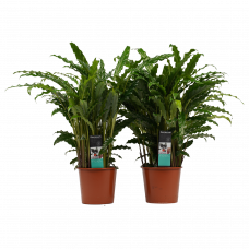 Decorum Duo Calathea Bluegrass