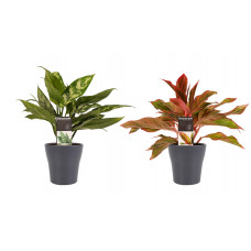 Decorum Combi 1 x Aglaonema Maria 1x Aglaonema Crete met Anna grey