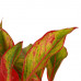 Decorum Combi 1 x Aglaonema Maria 1x Aglaonema Crete met Anna taupe