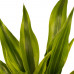 Decorum Combi 1 x Dracaena Surculosa 1 x Dracaena Sandriana white 1 x Dracaena Sandriana victory 1 x Dracaena Sandriana gold