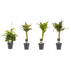 Decorum Combi 1 x Dracaena Surculosa 1 x Dracaena Sandriana white 1 x Dracaena Sandriana victory 1 x Dracaena Sandriana gold met Anna grey