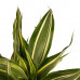 Decorum Combi 1 x Dracaena Surculosa 1 x Dracaena Sandriana white 1 x Dracaena Sandriana victory 1 x Dracaena Sandriana gold met Anna grey