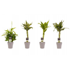 Decorum Combi 1 x Dracaena Surculosa 1 x Dracaena Sandriana white 1 x Dracaena Sandriana victory 1 x Dracaena Sandriana gold met Anna taupe