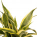 Decorum Combi 1 x Dracaena Surculosa 1 x Dracaena Sandriana white 1 x Dracaena Sandriana victory 1 x Dracaena Sandriana gold met Anna white