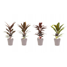 Decorum Combi 1x Cordyline Tango 1x Cordyline Rumba 1x Cordyline Mambo 1x Cordyline Kiwi met Anna taupe