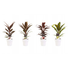 Decorum Combi 1x Cordyline Tango 1x Cordyline Rumba 1x Cordyline Mambo 1x Cordyline Kiwi met Anna white