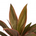 Decorum Combi 1x Cordyline Tango 1x Cordyline Rumba 1x Cordyline Mambo 1x Cordyline Kiwi met Anna white