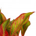 Decorum Duo 2 x Aglaonema Crete met Anna grey