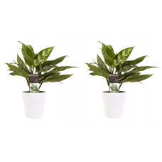 Decorum Duo 2 x Aglaonema Maria met Anna white