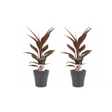 Decorum Duo 2 x Cordyline Tango met Anna grey