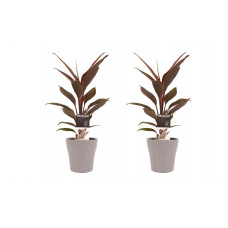 Decorum Duo 2 x Cordyline Tango met Anna taupe