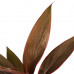 Decorum Duo 2 x Cordyline Tango met Anna white