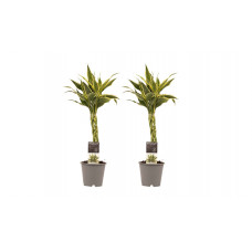 Decorum Duo 2 x Dracaena Sandriana white