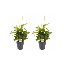 Decorum Duo 2 x Dracaena Surculosa met Anna grey