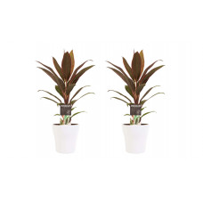 Decorum Duo 2x Cordyline Rumba met Anna white