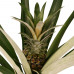 Decorum Ananas Champaca met Elho B.for soft antracite