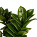 Decorum Combi 1 x Zamio Zenzi 1 x Zamio Culcas met Elho B.for soft antracite