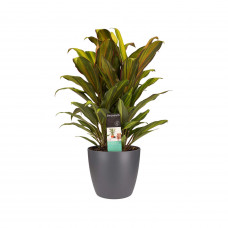 Decorum Cordyline Kiwi toef met Elho brussels antracite