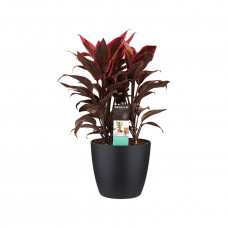 Decorum Cordyline Mambo toef met Elho brussels living black