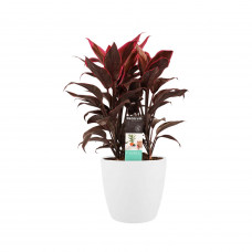 Decorum Cordyline Mambo toef met Elho brussels white