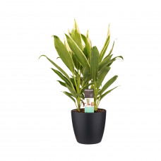 Decorum Cordyline new Conga met Elho brussels living black