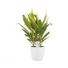 Decorum Cordyline new Conga met Elho brussels white