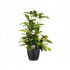 Decorum Dracaena Surculosa met Elho brussels living black