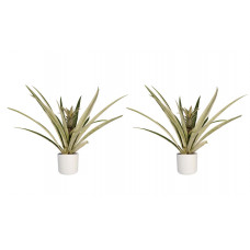 Decorum Duo 2 x Ananas Champaca met Elho B.for soft white