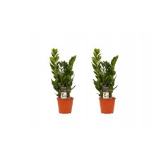 Decorum Duo 2 x Zamio Culcas