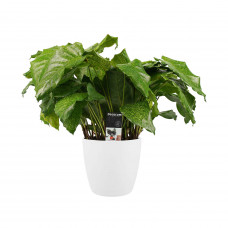 Decorum Calathea Network met Elho brussels white