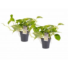 Decorum Duo Scindapsus Aureum met potten Anna Grey