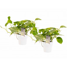 Decorum Duo Scindapsus Aureum met potten Anna White