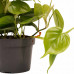 Decorum Duo Philodendron Scandens met potten Anna Taupe