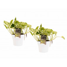 Decorum Duo Scindapsus Marble Queen met potten Anna White