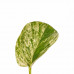 Decorum Duo Scindapsus Marble Queen met potten Anna White