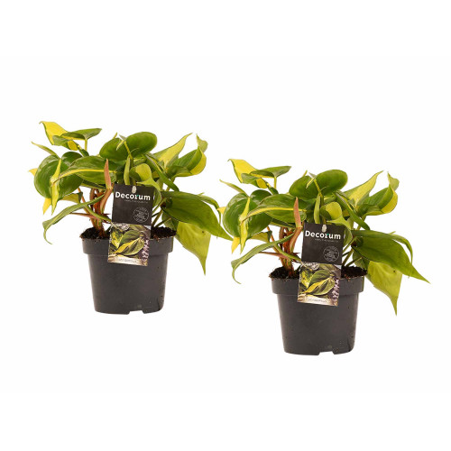 Decorum Duo Philodendron Brazil - Philodendron Scandens