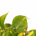 Decorum Duo Philodendron Brazil - Philodendron Scandens met potten Anna White