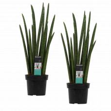 Decorum Duo Sansevieria Cylindrica rocket