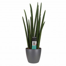 Decorum Sansevieria Cylindrica rocket met Elho brussels antracite