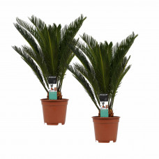 Decorum Duo Cycas Revoluta