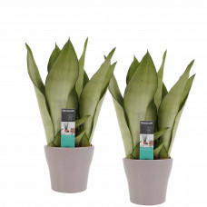 Decorum Duo Sansevieria Moonshine met Anna Taupe potten