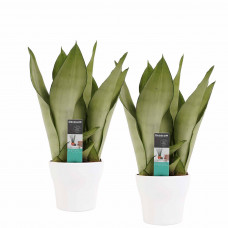 Decorum Duo Sansevieria Moonshine met Anna White potten