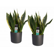 Decorum Duo Sansevieria Superba met Elho b.for antracite